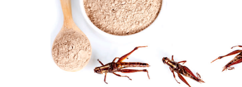 The Growing Animal Feed Insect Protein Market: Opportunities and Challenges