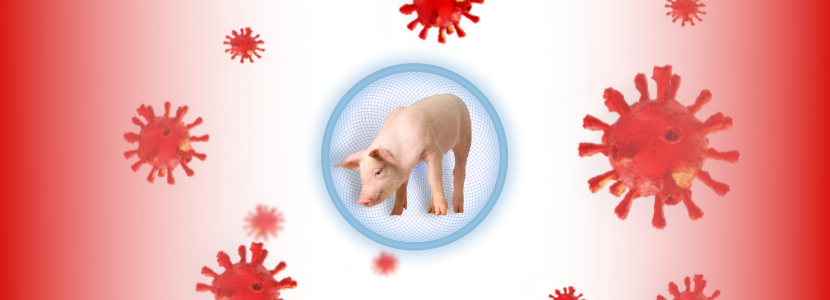 Peste porcina africana: el papel de la inmunidad