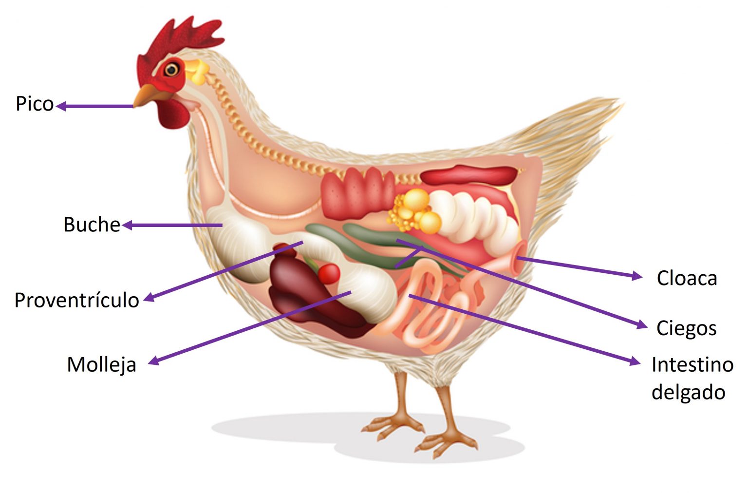 Microbiota gastrointestinal de aves criadas bajo sistemas libres de jaulas