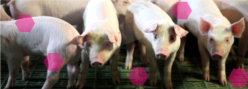 Glutamato: su importancia para el intestino delgado de los cerdos