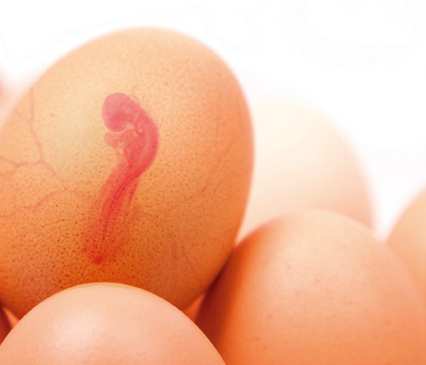 Os avanços da nutrição in ovo na produção de frangos de corte