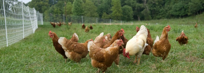 Población microbiana intestinal de pollos Free Range