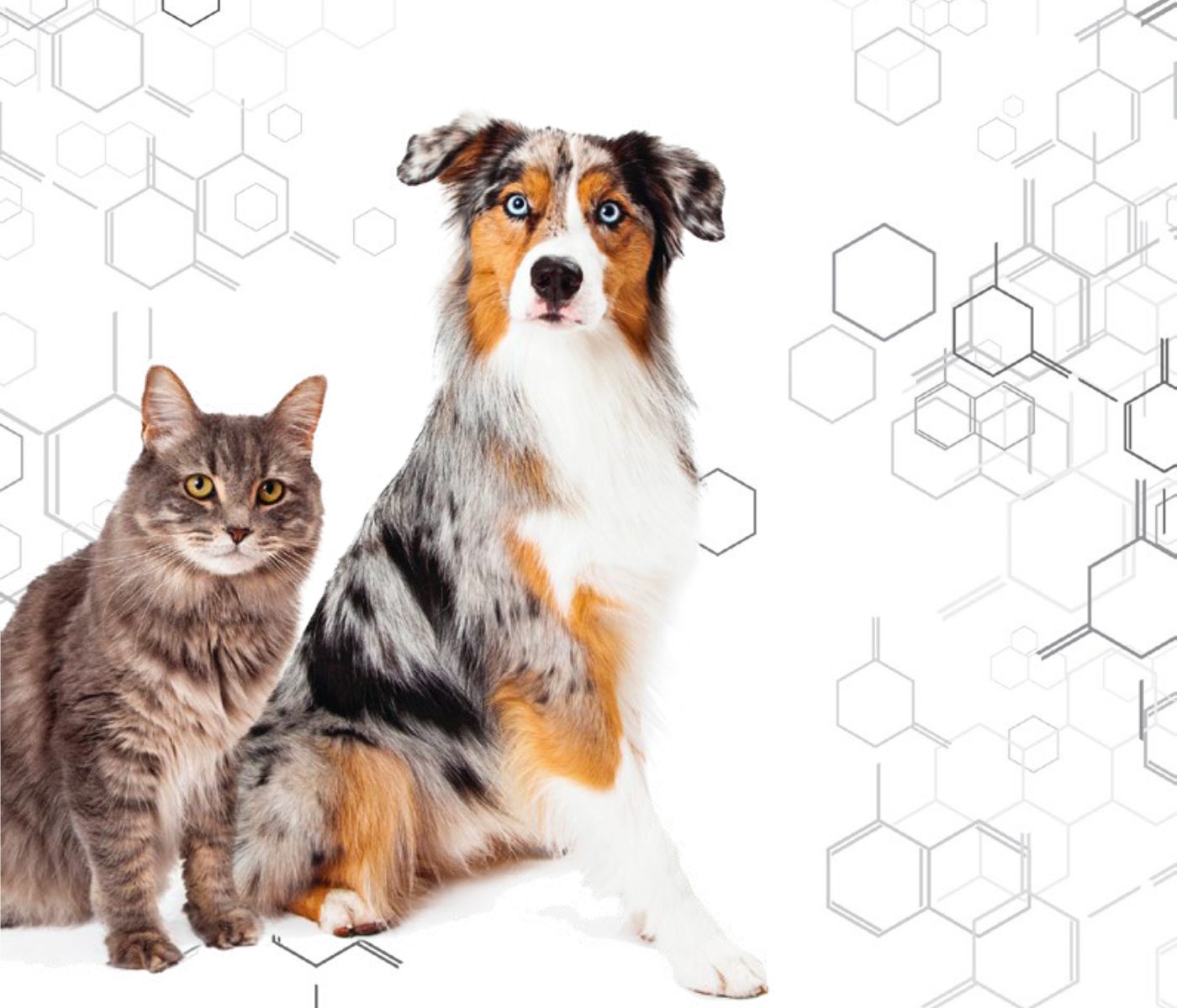 Importância da inclusão de taurina e L-carnitina na dieta de cães e gatos