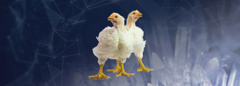 Los minerales orgánicos mejoran los parámetros productivos en pollos de engorde