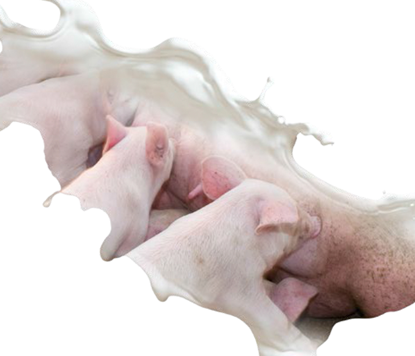 Transmisión de ZEA y DON de cerdas a lechones a través de la leche