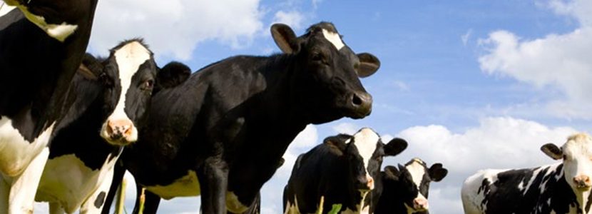 Mejora el estado de zinc de las vacas lecheras y la salud de la ubre