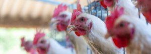 El estrés en la producción animal