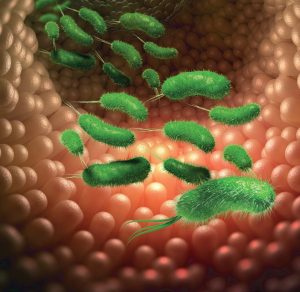 Endotoxinas: efectos sobre la salud animal