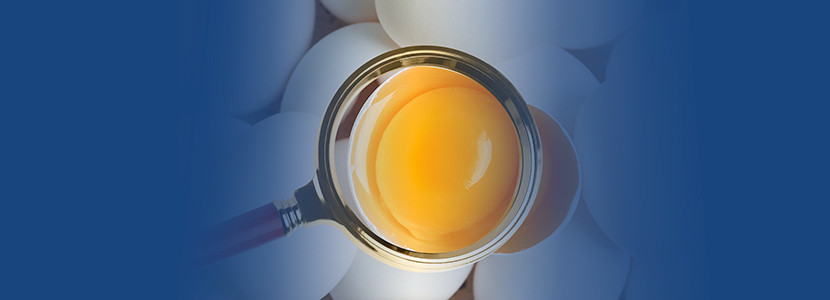 O ovo desnuda a nutrição da galinha