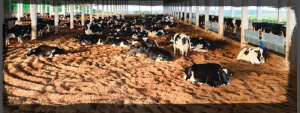 Influencia del sistema compost en nutrición, producción y calidad de leche