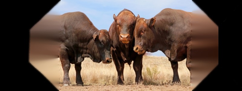 Manejo de la alimentación en toros reproductores