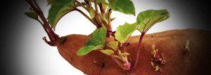 Materias primas: Batata (ipomoea batatas)