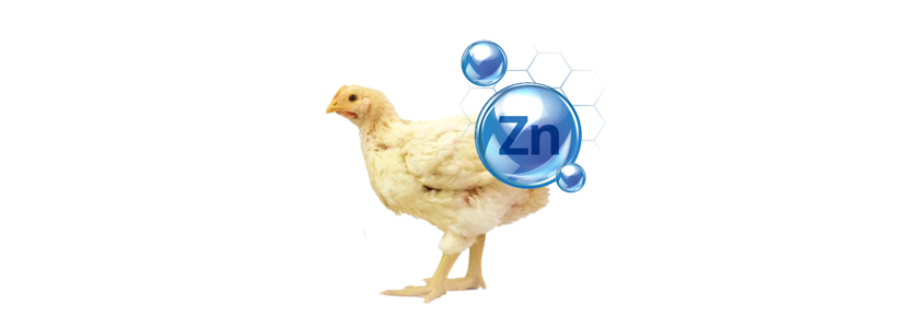 Diferentes fuentes de ZnO y su biodisponibilidad en pollos de engorde