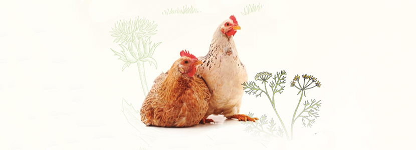 Efecto de Natu B4 en el rendimiento de pollos de engorde en granja comercial