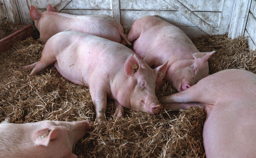 Dietary fiber supplementation in sows: Influence on fetal growth
