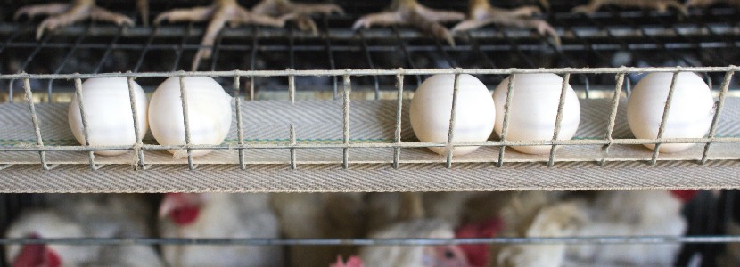 Mejoramiento de la calidad de huevos en gallinas ponedoras
