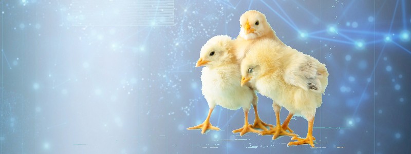Alimentación de precisión: lo más nuevo en nutrición aviar