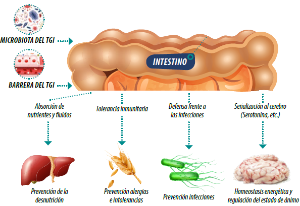 Salud intestinal 