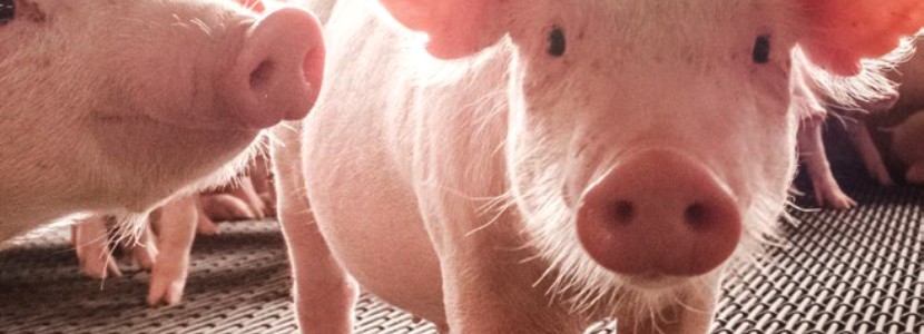 Intestinal health in piglets