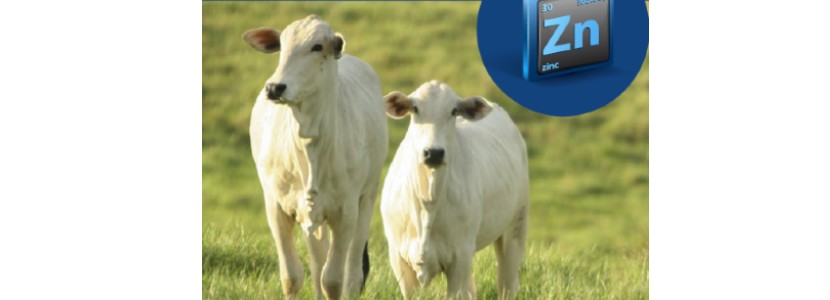 Mejoramiento en los índices reproductivos en vacas de carne