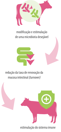 Micotoxinas e Micotoxicoses