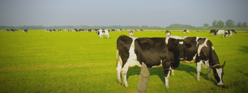 Transición en vacas lecheras: ¿Qué cambios ocurren en el tracto digestivo?