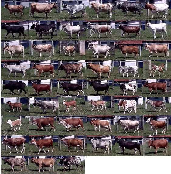 identificação de bovinos por meio de imagens 