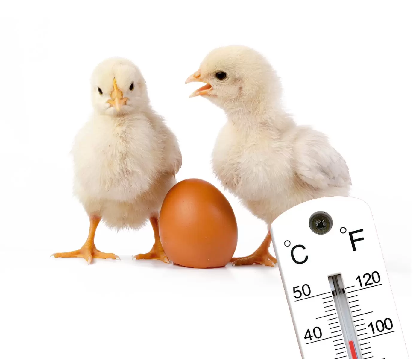 Estresse térmico na avicultura: alternativas naturais para minimizá-lo