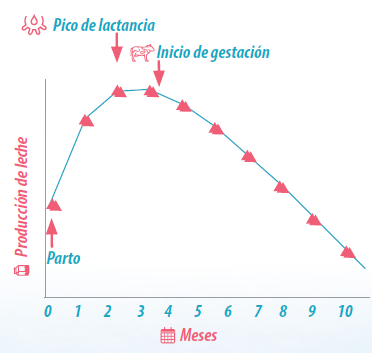 fetal