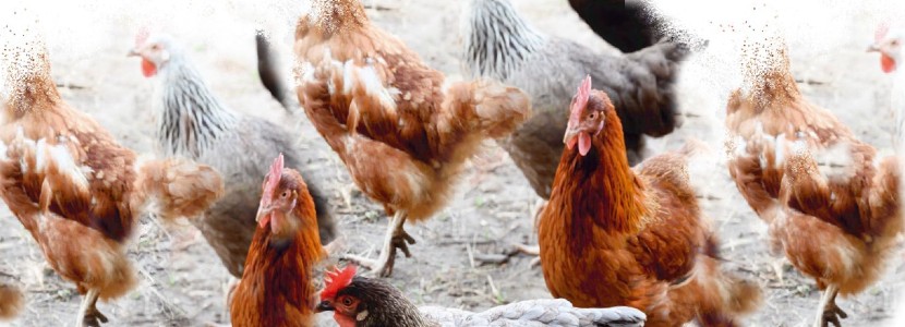 Mantenimiento de la integridad intestinal en aves para evitar camas húmedas