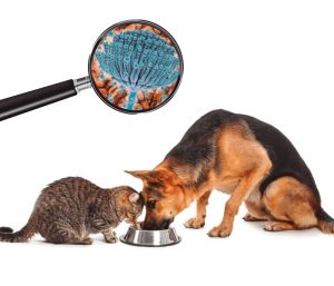 Micotoxinas na ração de pets
