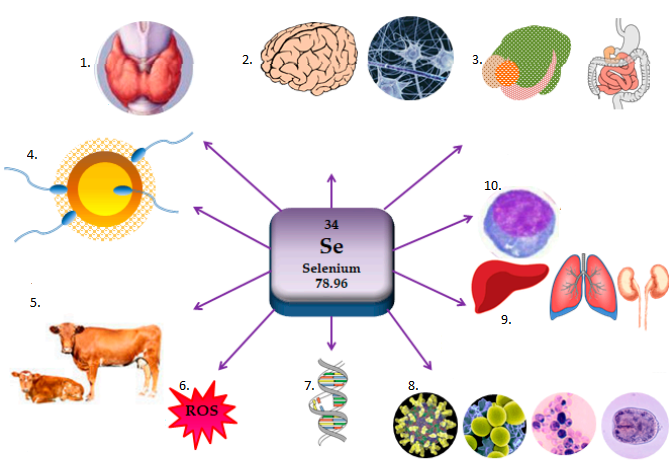 Selenium