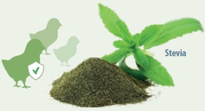 Stevia