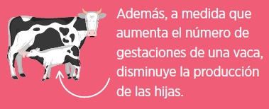 vacas