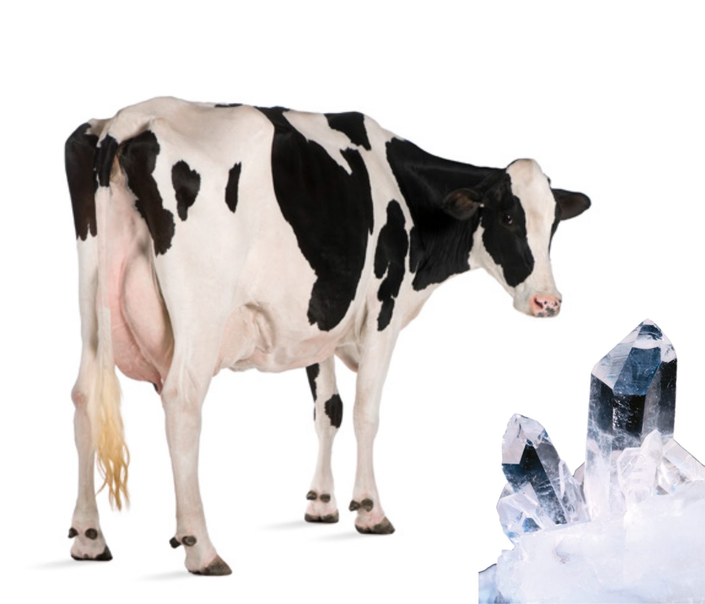 Microminerais modulam a produção, saúde e reprodução da vaca moderna