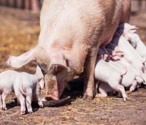Suplementação com arginina para fêmeas suínas em gestação: Parte I