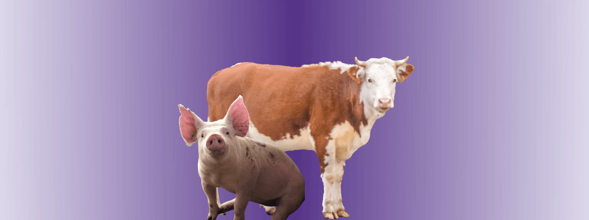Nutrição para suínos e ruminantes foi destaque pela De Heus durante Rural Show