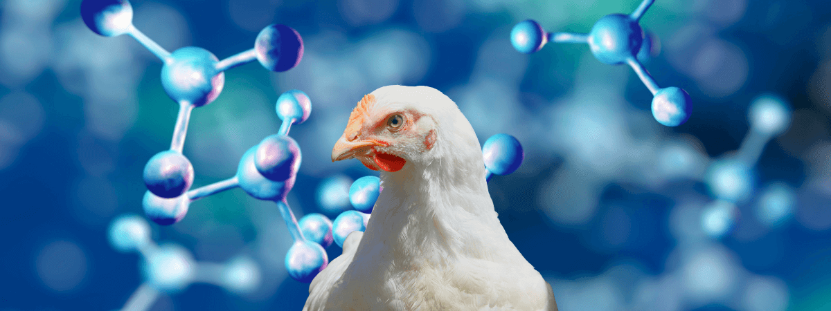 Ácidos orgânicos auxiliam na redução de enterite necrótica em frangos de corte
