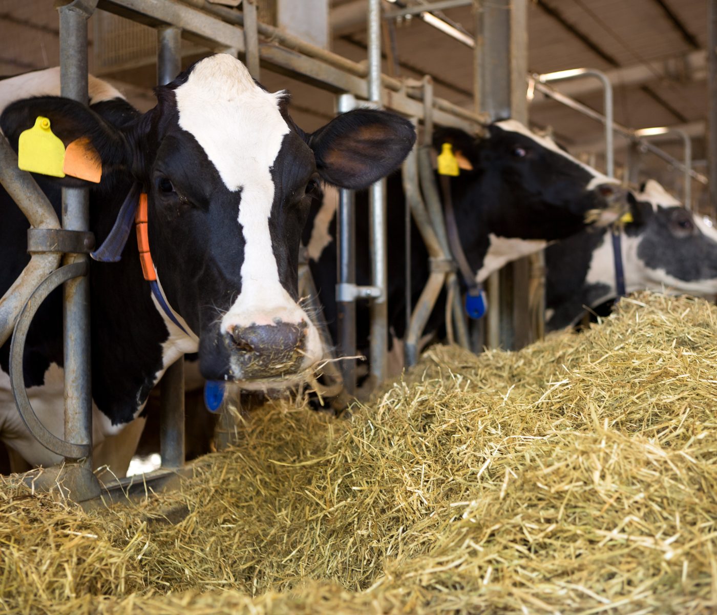 Influência do sistema compost barn na nutrição, produção e qualidade do leite