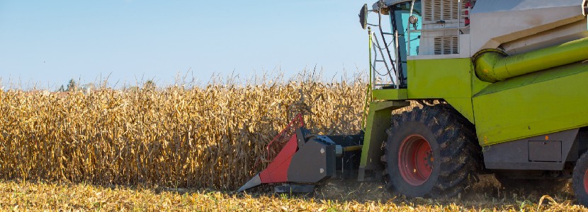 soybean and corn