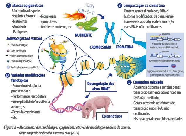 arginina para fêmeas