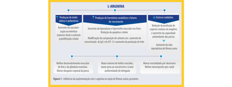 arginina para fêmeas