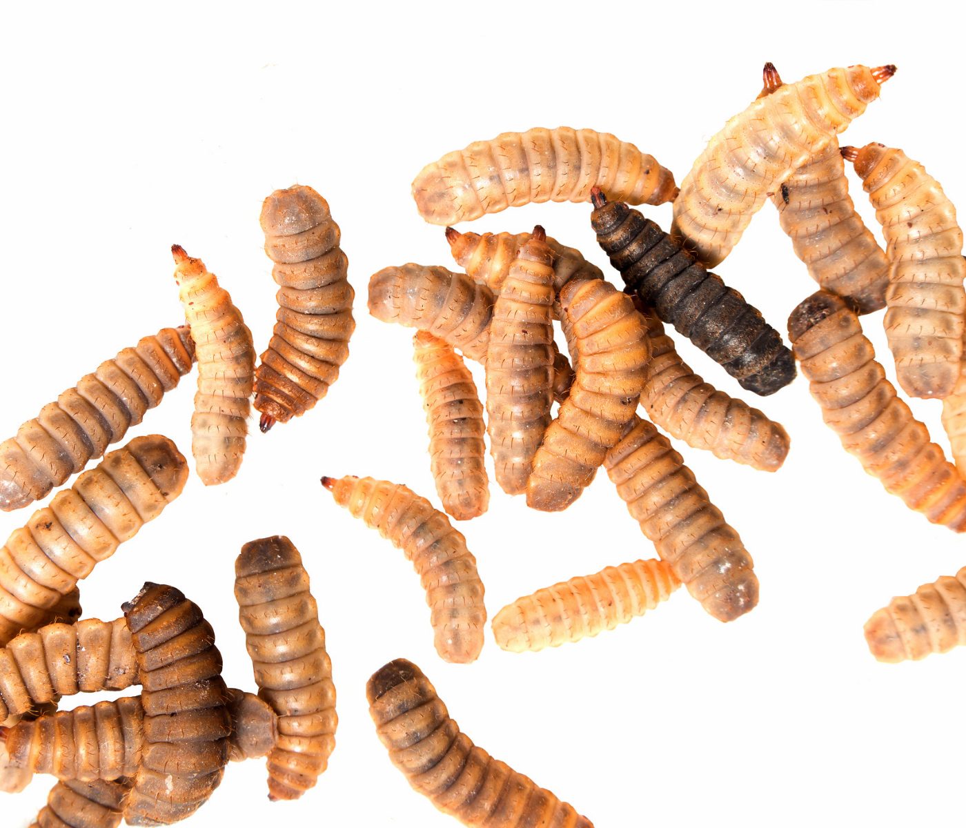 Insects in animal nutrition: regulations and markets overview