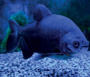 Nutrição em macrominerais para peixes redondos