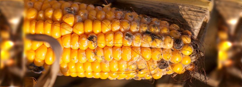 Gaseous ozone for the treatment of mycotoxins in corn