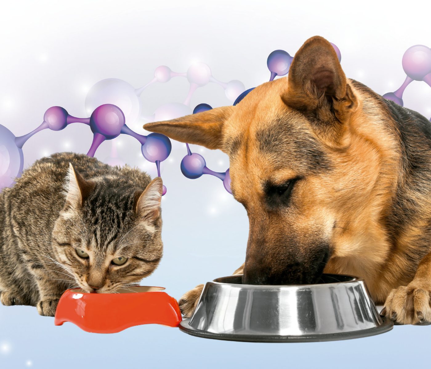 Enzimas exógenas em alimentos para cães e gatos: o que sabemos até agora?