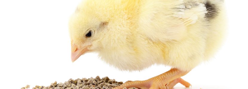 Early nutrition in chicks. Why is it so important?