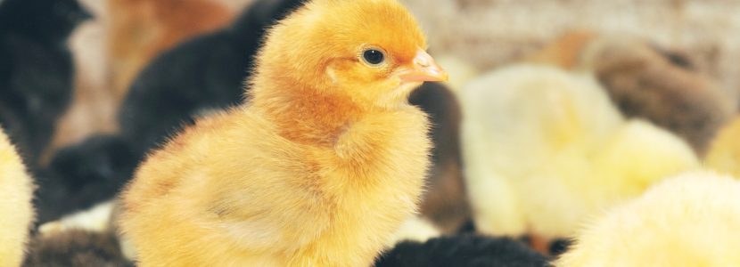 Animal protein in poultry feed