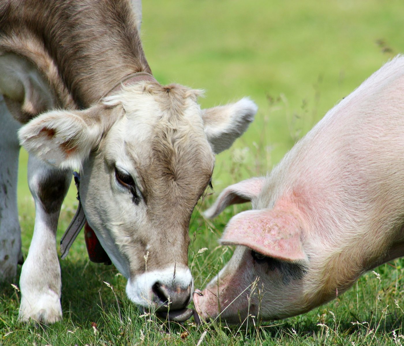 Promotores de crescimento na nutrição animal: regulamentação e implicações
