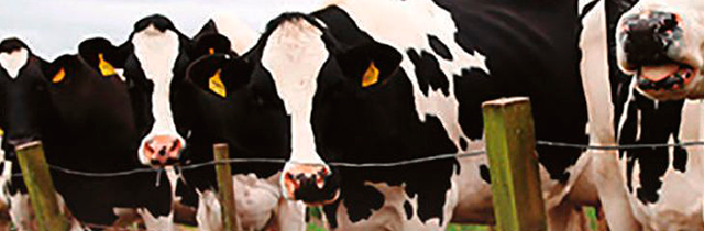 Estrategias nutricionales para disminuir el hígado graso en vacas lecheras